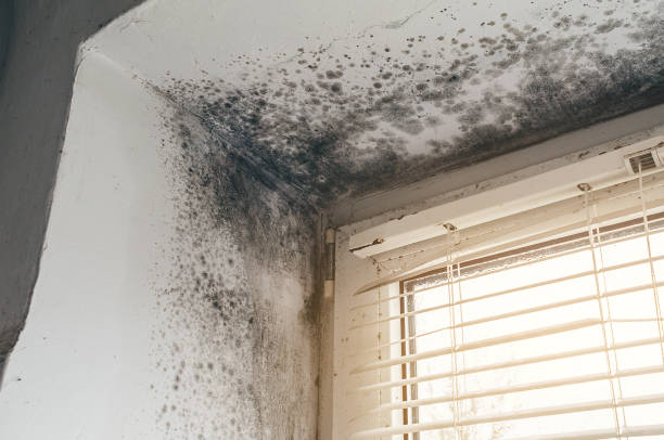 Affordable Mold Remediation solutions in Cherry Creek, CO